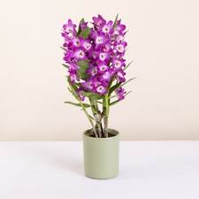 Plantes vertes et fleuries Dendrobium