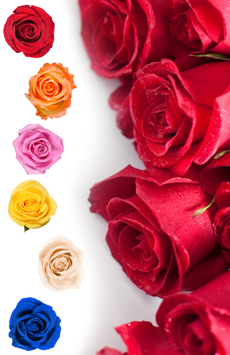 Signification de la couleur des roses