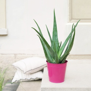 Plantes vertes et fleuries Aloe vera Plantes vertes et fleuries Aloe vera